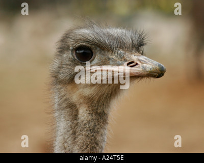 colour portrait of a Ostrich Stock Photo