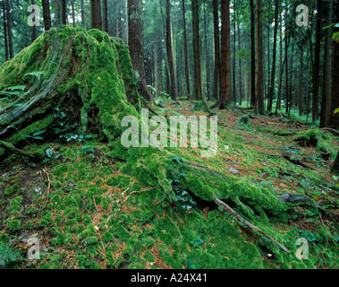 Closeup of a moss covered tree stump deep in the woods Stock Photo