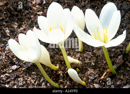 Colchicum speciosum Album Stock Photo