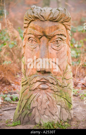 the green man wood sculpture on a large oak tree in blean woods east ...