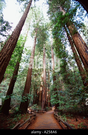 A vertical low angle of tall redwood trees reaching the sky Stock Photo ...