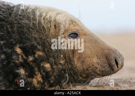 Male Adult Grey Seal Halichoerus grypus UK Stock Photo