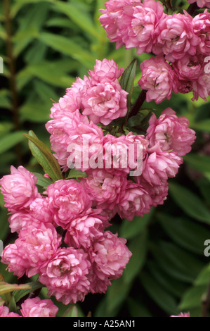 Prunus glandulosa 'Rosea Plena', Prunus glandulosa 'Sinensis', double pink flowers, Spring blossom, garden plant, horticulture Stock Photo