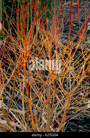 Cornus Sanguinea 'winter Flame' Stock Photo - Alamy