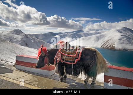 Yak at the Khamba La Pass overlooking Lake Yangdroke Tibet Stock Photo