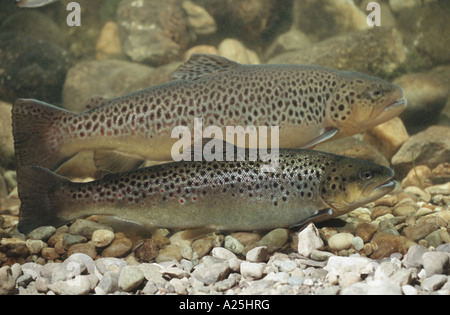 lake trout (Salmo trutta lacustris), male and female, Germany, Bavaria, Walchensee Stock Photo