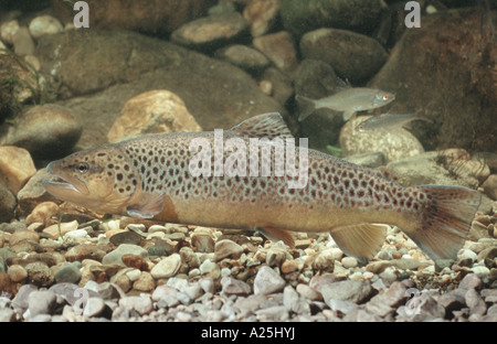 lake trout (Salmo trutta lacustris), 60 cm long from the Walchensee, Germany, Bavaria, Walchensee Stock Photo