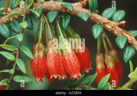 shrub heather (Agapetes serpens, Pentapterygium serpens), blossoms Stock Photo