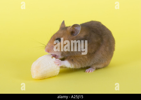 Pet Hamster on Yellow Background eating a Banana Stock Photo