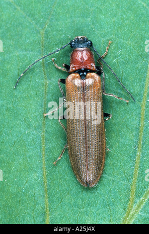 click beetles (Denticollis linearis), imago Stock Photo