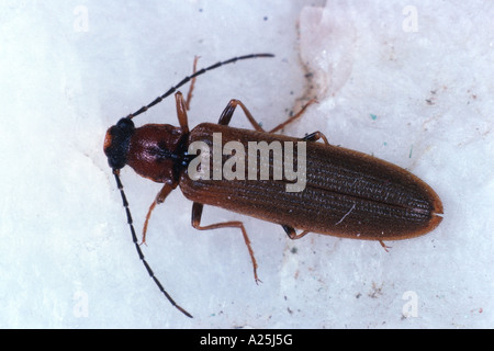 click beetles (Denticollis linearis), imago Stock Photo