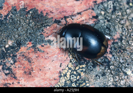 water scavenger beetle, herbivorous water beetle (Sphaeridium scarabaeoides), imago Stock Photo
