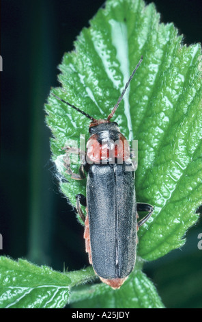 soldier beetle (Cantharis rustica), imago Stock Photo