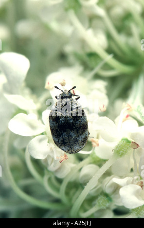 varied carpet beetle (Anthrenus verbasci), on white blossoms Stock Photo