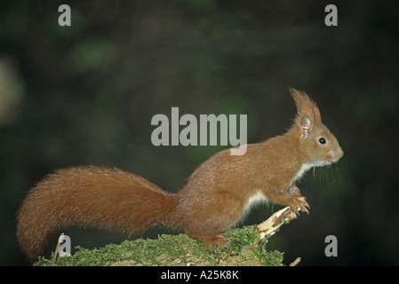 European red squirrel, Eurasian red squirrel (Sciurus vulgaris) Stock Photo
