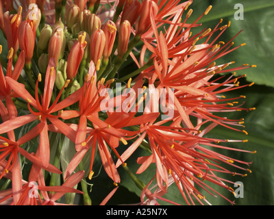 blood lily, cape tulip (Haemanthus katherinae, Scadoxus multiflorus ssp. katherinae), flowers Stock Photo