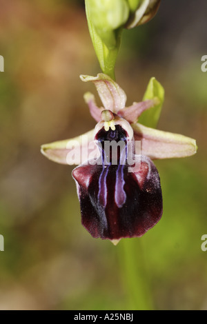 early spider orchid (Ophrys mammosa), detail of the blossom, Turkey, Bafasee Stock Photo