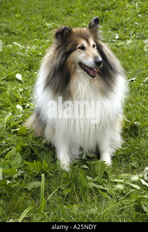 Rough Collie (Canis lupus f. familiaris), sitting on meadow, portrait Stock Photo