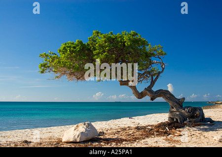 Eagle Beach, Aruba, Lesser Antilles, Caribbean Stock Photo