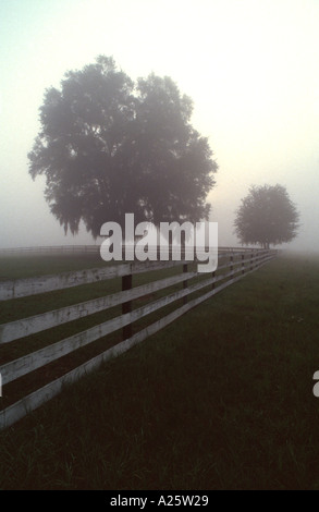 Horse farms near Ocala Florida in morning fog Stock Photo