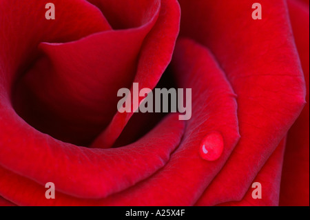 Close up of red rose with dewdrop Stock Photo