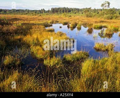 THURSLEY COMMON NATURE RESERVE wet lowland wetland bog on National Nature Reserve near Elstead Surrey England UK Stock Photo