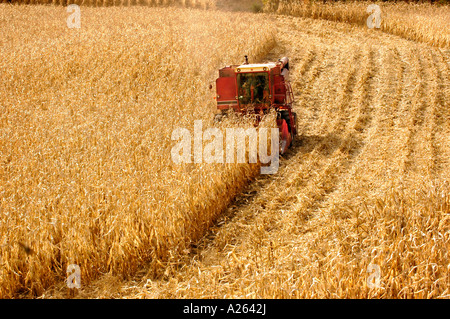 Harvesting corn during fall color season near Cadillac Michigan MI Stock Photo