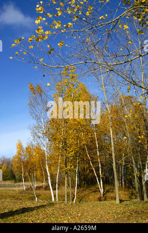 Fall colors in Southeast Michigan MI near Detroit Stock Photo