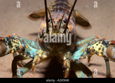 American lobster underwater in the Gulf of St. Lawrence in Canada Stock Photo