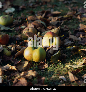Fallen apples on the ground in the autumn, England, UK Stock Photo