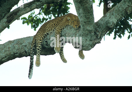 Leopard lying on a large tree branch with its prey in Botswana Stock ...
