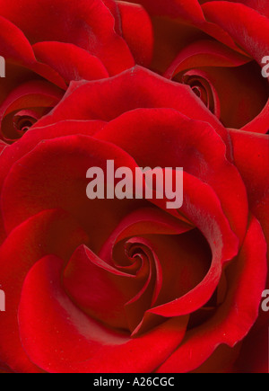Rose close-up Stock Photo