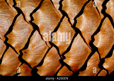 close up of a norway spruce cone showing detailed patterning of overlapping scales Stock Photo