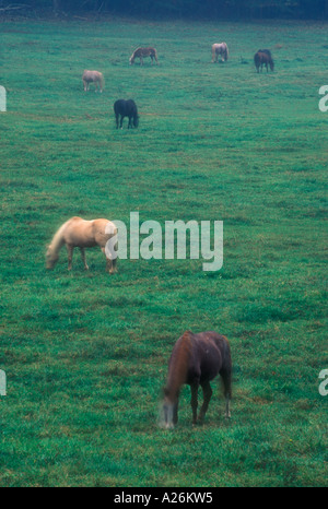 Grazing horses in Cades Cove pasture. Great Smoky Mountains National Park, Tennessee Stock Photo