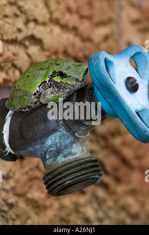 Eastern gray tree frog (Hyla versicolor) Resting on outdoor faucet Green colour phase. Ontario Stock Photo