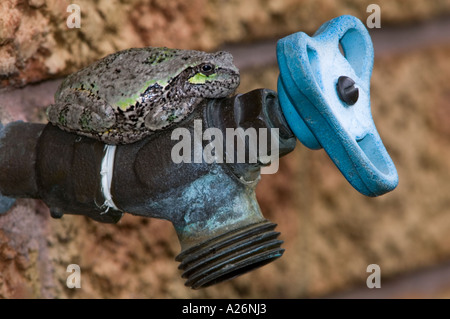 Eastern gray tree frog (Hyla versicolor) Resting on outdoor faucet Green colour phase. Ontario Stock Photo