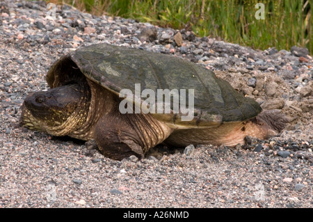 Snapping turtle (Chelydra serpentina) Female laying eggs in roadside gravel Ontario, Canada, Canada Stock Photo