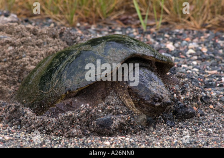 Snapping turtle (Chelydra serpentina) Female laying eggs in roadside gravel Ontario, Canada, Canada Stock Photo