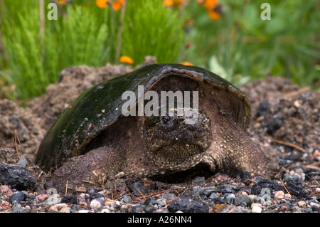 Snapping turtle (Chelydra serpentina) Female laying eggs in roadside gravel Ontario, Canada Stock Photo