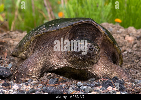 Snapping turtle (Chelydra serpentina) Female in roadside gravel laying eggs. Killarney, Ontario, Canada Stock Photo