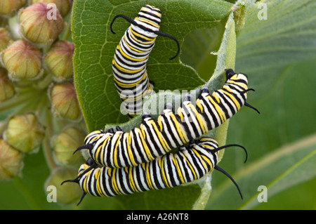 Baby monarch caterpillar on Milkweed plant Stock Photo: 135721603 - Alamy