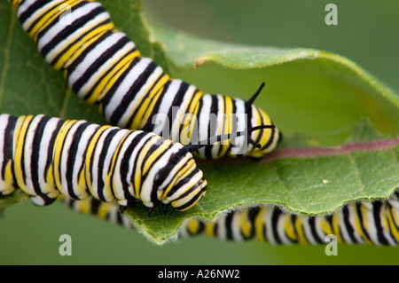 Baby monarch caterpillar on Milkweed plant Stock Photo, Royalty Free ...