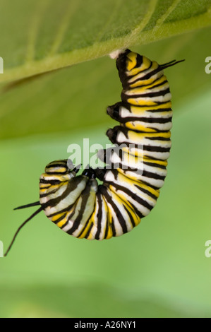 Monarch butterfly (Danaus plexippus) 5th instar larva in J-stage of transformation to chrysallis. Ontario, Canada Stock Photo