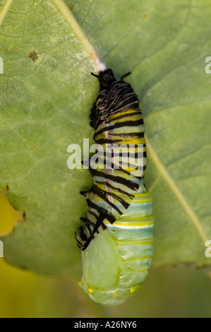 Monarch butterfly (Danaus plexippus) 5th instar larva transforming to chrysallis. Ontario, Canada Stock Photo