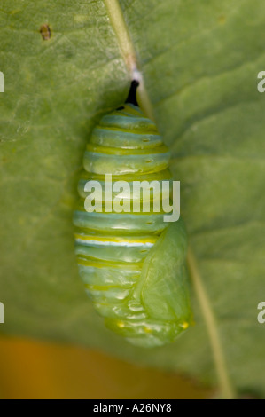 Monarch butterfly (Danaus plexippus) 5th instar larva transformed to chrysallis. Ontario, Canada Stock Photo