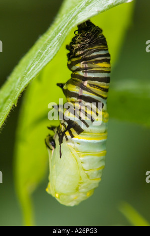 Monarch butterfly (Danaus plexippus) 5th instar larva transforming to chrysallis. Ontario, Canada Stock Photo