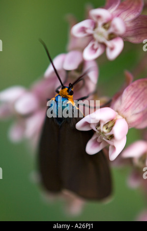 Virginia Ctenucha Moth (Ctenucha virginica) Adult feeding on milkweed flowers. Ontario, Canada Stock Photo