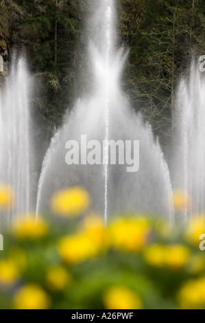 Ross Fountain and daffodil blooms in the Sunken Garden The Butchart Gardens Victoria BC Stock Photo