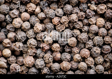 Black Peppercorns Stock Photo