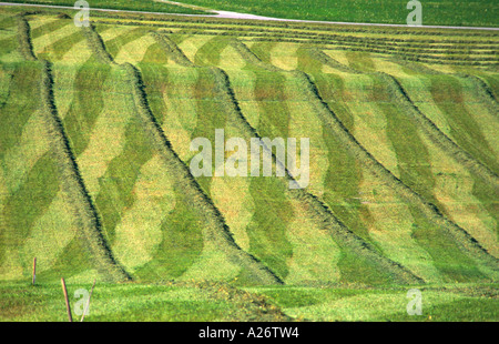 Hay Traces in Green Wide Grass Field in the Alps Switzerland Stock Photo